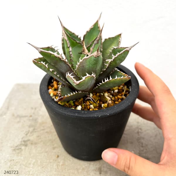 アガベ チタノタ【Creep】No.2／＊鉢植え発送＊ 園芸ネット本店