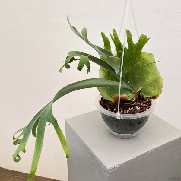 園芸ネット本店｜ビカクシダ（コウモリラン）：ウィリンキーバリー