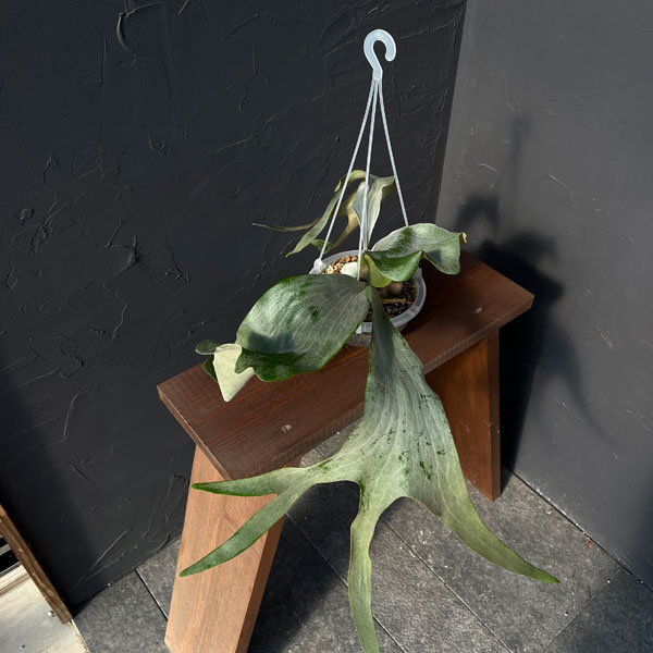 園芸ネット本店｜ビカクシダ：ミックススポア株（willinckii Wild Cat