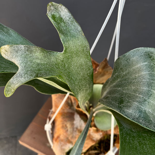 園芸ネット本店｜ビカクシダ（コウモリラン）：ヒリー スポア#5 6号