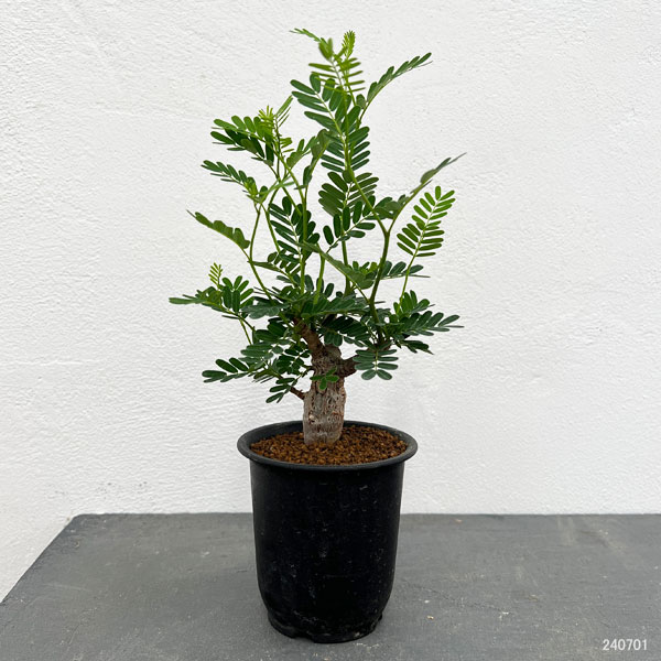 園芸ネット本店｜[ザ・ファームセレクト]センナ：メリディオナリス