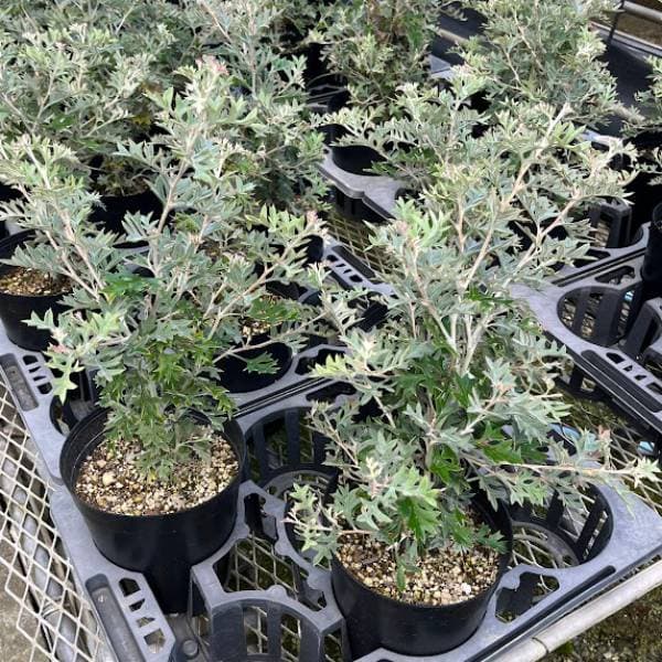 園芸ネット本店｜グレビレア：ロックグレビレア6号ポット の通販【公式】