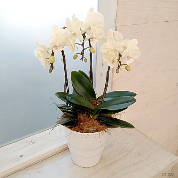 園芸ネット本店｜ミディコチョウラン：ライラ3本立ち5.5号陶器鉢植え