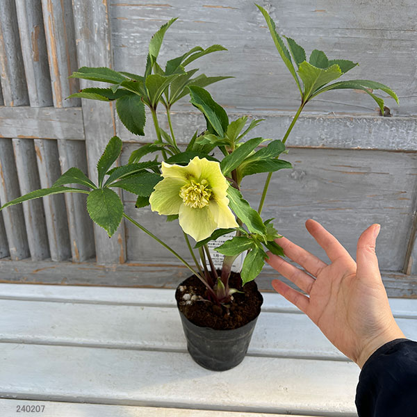 園芸ネット本店｜杉光園芸さんのクリスマスローズ：セミダブル24-07