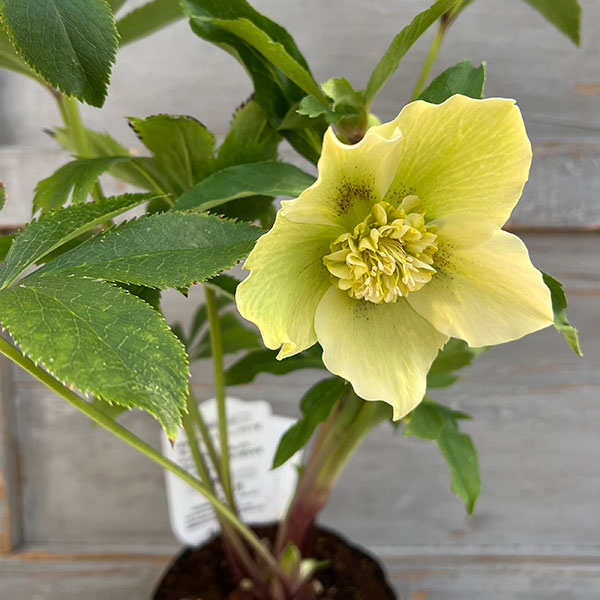 園芸ネット本店｜杉光園芸さんのクリスマスローズ：セミダブル24-07