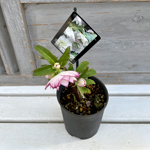 園芸ネット本店｜クリスマスローズ：スウィングダブル24-27／1Lポット