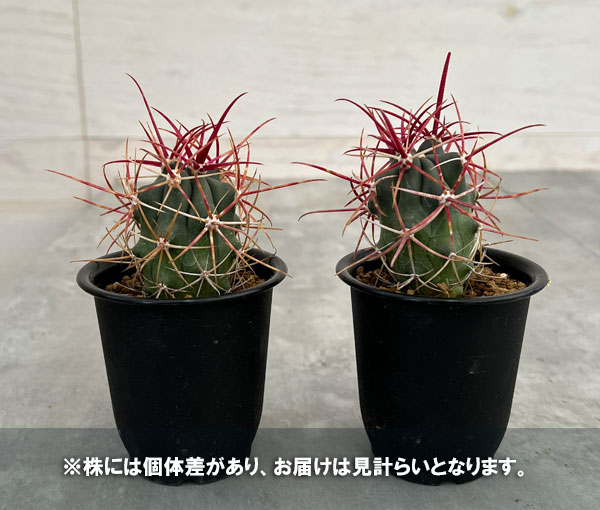 園芸ネット本店｜フェロカクタス：刈穂玉 2.5号鉢植え の通販【公式】