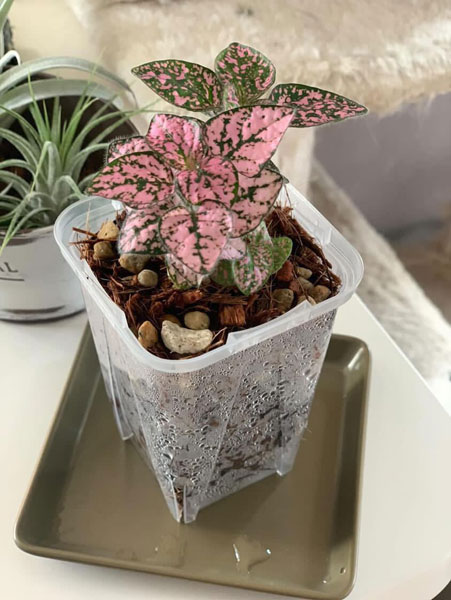 園芸ネット本店｜スリット鉢（透明）：ネガミエル2.5号スクエアロング