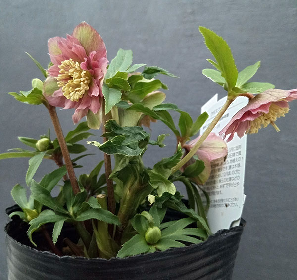 園芸ネット本店｜曽田園芸さんのクリスマスローズ：24-10小輪多花系／4