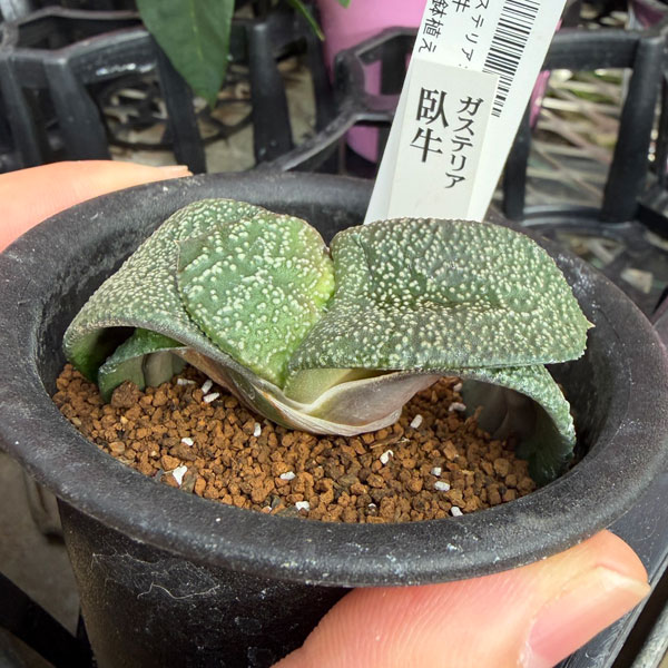 園芸ネット本店｜ガステリア：臥牛 3号鉢植え の通販【公式】