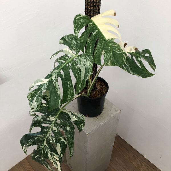 園芸ネット本店｜[ザ・ファームセレクト]モンステラ：ボルシギアナ