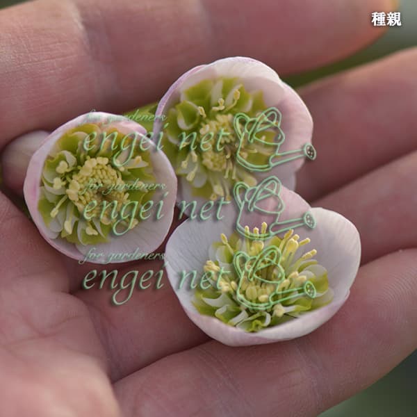 園芸ネット本店｜【お1人様1ポット】大和園さんのクリスマスローズ：24