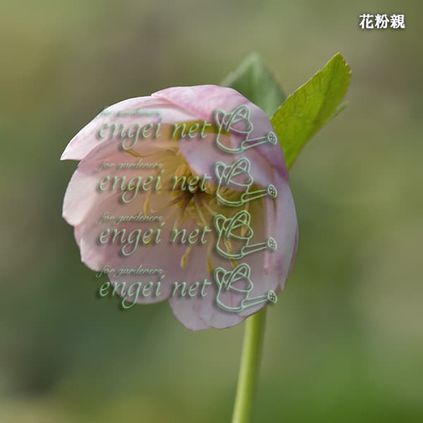 園芸ネット本店｜【お1人様1ポット】大和園さんのクリスマスローズ：24