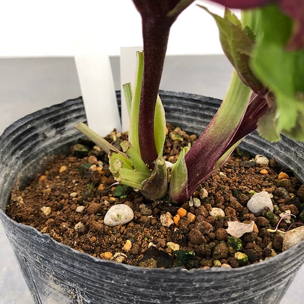 園芸ネット本店｜若泉ファームさんのクリスマスローズ：25-11卑弥呼