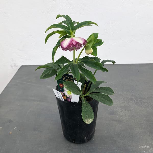 園芸ネット本店｜曽田園芸さんのクリスマスローズ：25-18多弁系ダブル