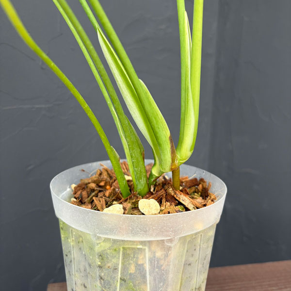 園芸ネット本店｜モンステラ：バールマルクスフレーム 4号ねこチップ