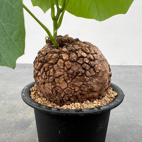 園芸ネット本店｜ステファニア：スベローサ 3号鉢植え24-01 の通販【公式】