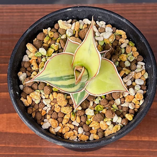 園芸ネット本店｜サンセベリア：ピングイキュラ 斑入り 2.5号鉢植え の