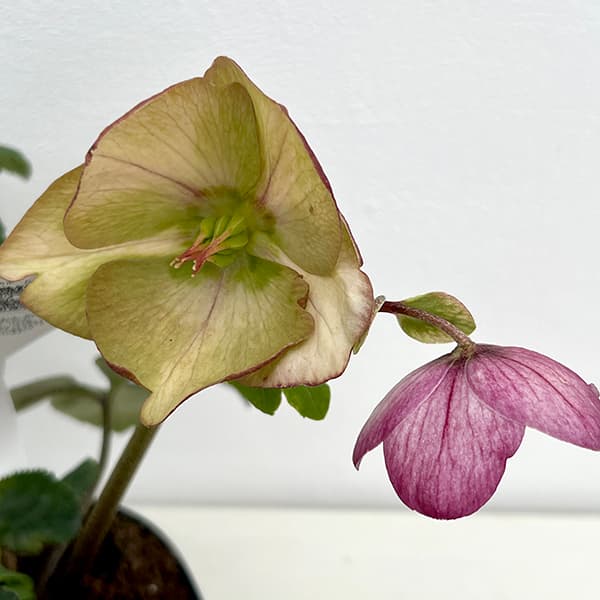 園芸ネット本店｜クリスマスローズ：*HGC 雪の妖精 リアラ4.5号ポット