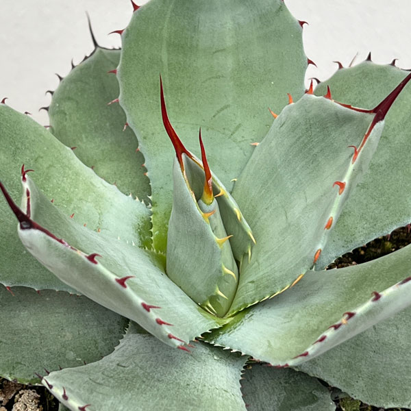 園芸ネット本店｜アガベ：パリー トルンカータ 5号鉢植え の通販【公式】