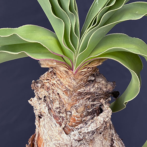 園芸ネット本店｜ブーファン：ディスティチャ 4号鉢植え* の通販【公式】