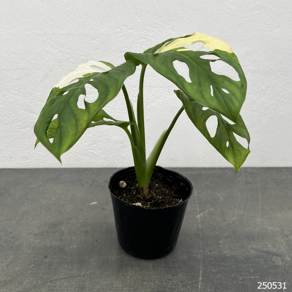 園芸ネット本店｜マドカズラ：斑入り 3号25-04 の通販【公式】