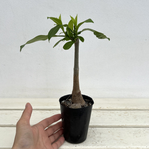 園芸ネット本店｜バオバブ：ディギタータ 2.5号ポット の通販【公式】