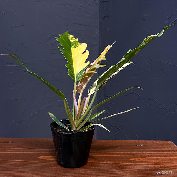 園芸ネット本店｜フィロデンドロン：キャラメルマーブル（斑入り）5号