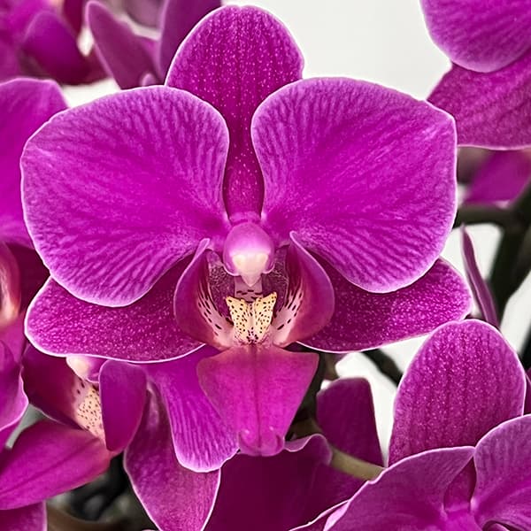 k20)Baccarat バカラ オーキッドフラワー 洋蘭 パープル k20)Baccarat