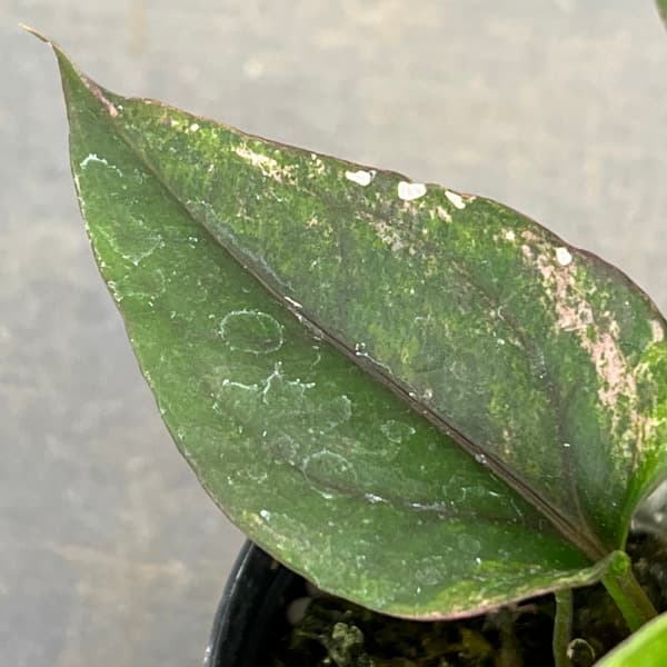 園芸ネット本店｜アンスリウム：フーケリーバリエガータ（斑入り