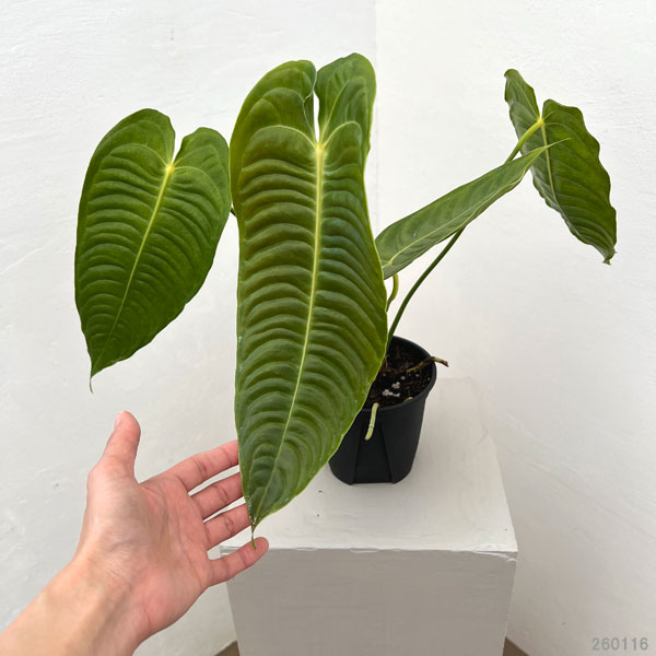 園芸ネット本店｜アンスリウム：ベイチー 4号ポット の通販【公式】