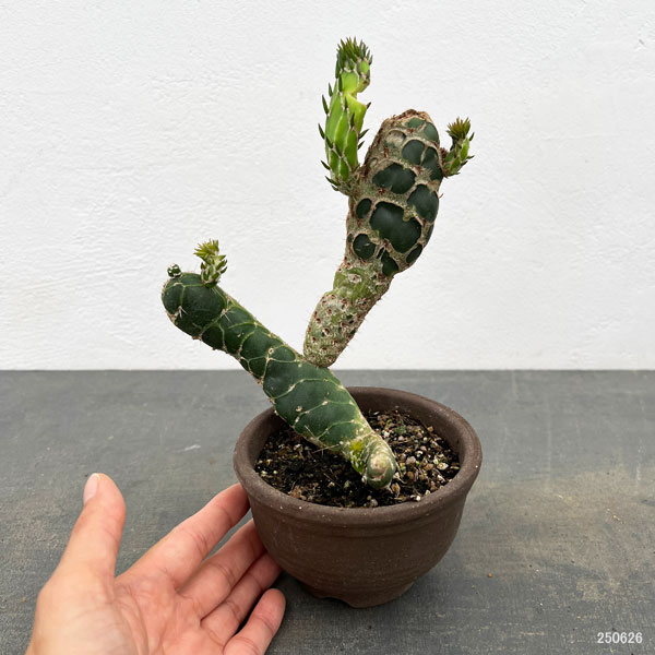 園芸ネット本店｜サボテン：オプンチア 亀甲団扇（キッコウウチワ