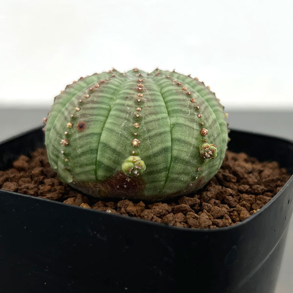 ハ*オ様 ④ ユーフォルビア シンメトリカ 実生 増稜 ハ*オ様 ④