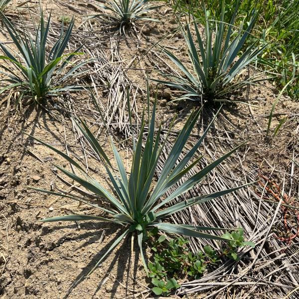 園芸ネット本店｜ユッカ：ロストラータ草丈30～40cm根巻き の通販【公式】