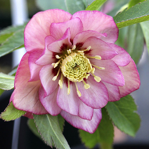 園芸ネット本店｜クリスマスローズ：アップルピンクダブル3号ポット の