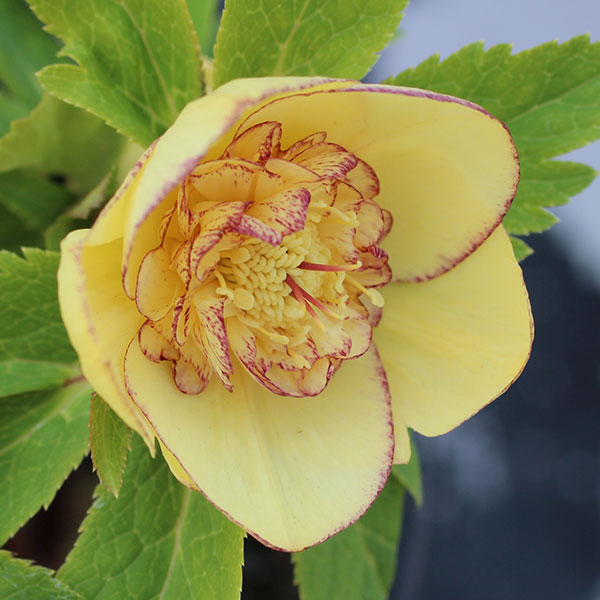 園芸ネット本店｜クリスマスローズ：オーレア交配ダブルセミミックス3