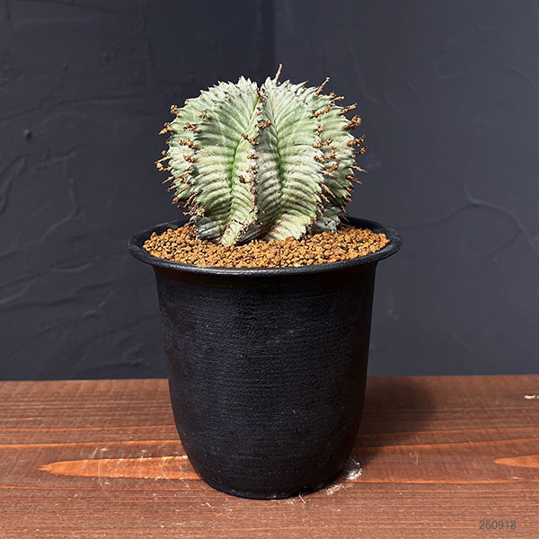 園芸ネット本店｜ユーフォルビア：ホリダ（実生セレクト株） 3.5号