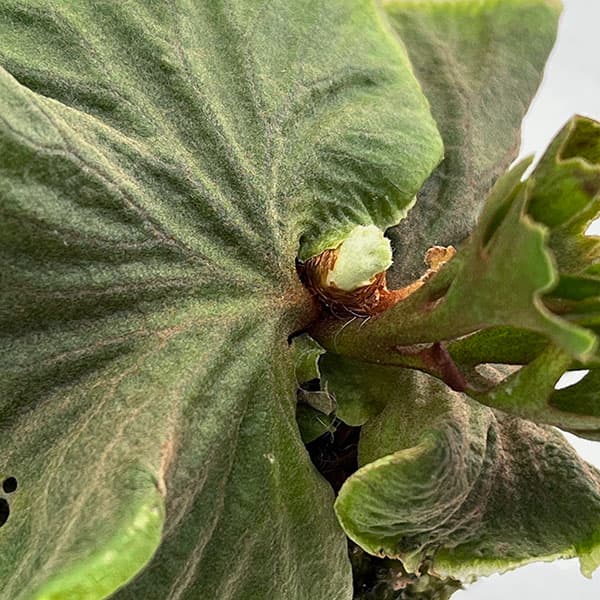 園芸ネット本店｜ビカクシダ（コウモリラン）：リドレイシルベリー