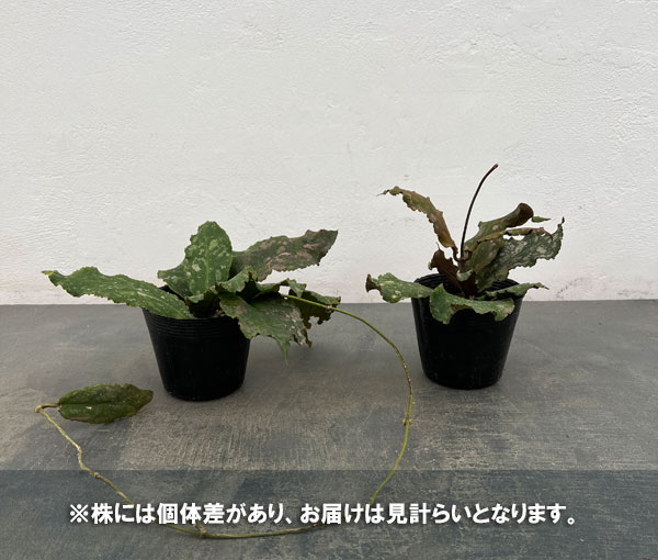 園芸ネット本店｜ホヤ：ウンデュラータ 3.5号ポット の通販【公式】