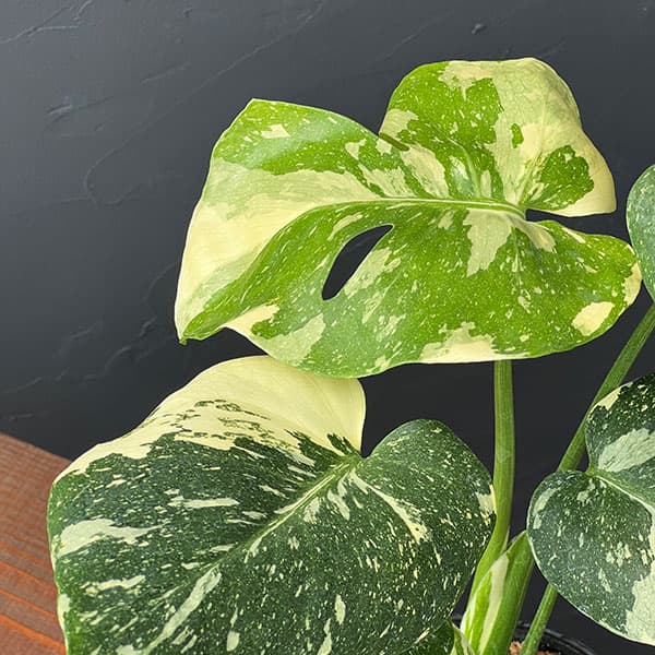 園芸ネット本店｜モンステラ：タイコンステレーション（矮性選抜株）3