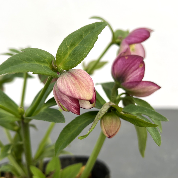 園芸ネット本店｜横山園芸さんのクリスマスローズ：プチドール25-01