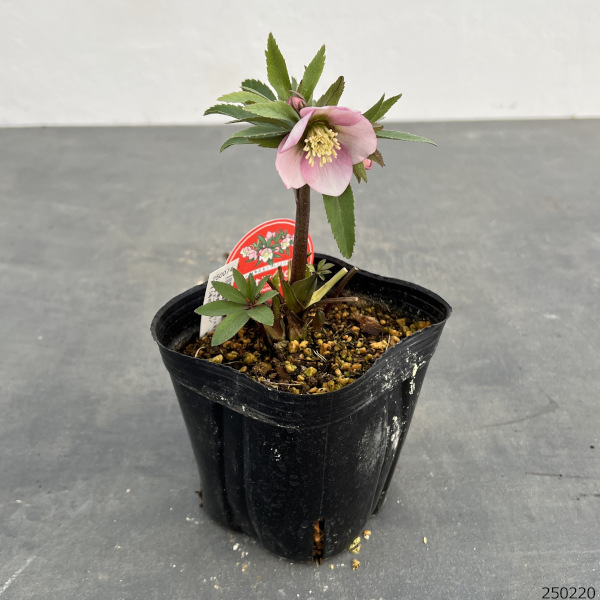 園芸ネット本店｜横山園芸さんのクリスマスローズ：プチドール25-05