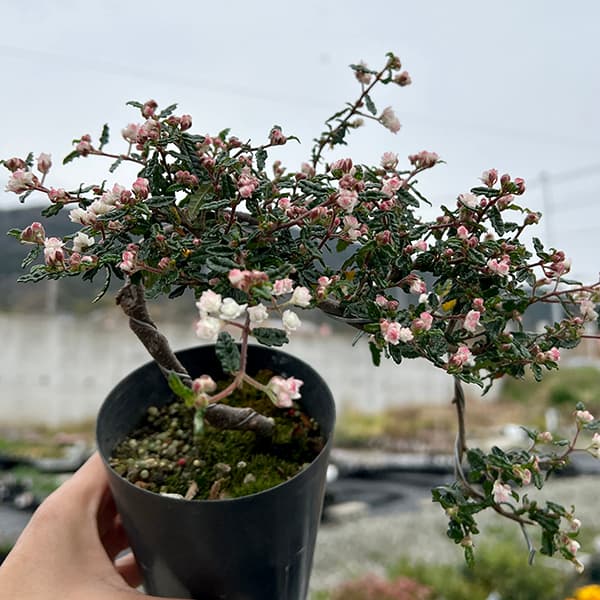 園芸ネット本店｜テンノウバイ（天皇梅）：ケンガイ（懸崖）仕立て3号