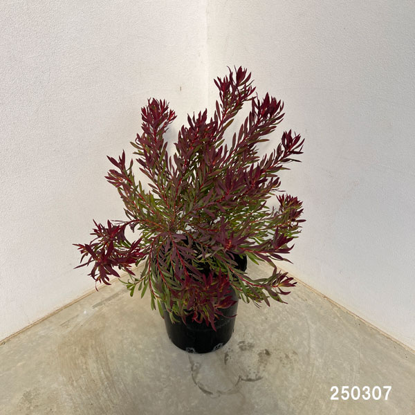 園芸ネット本店｜リューカデンドロン：チェーキー 7号鉢植え の通販