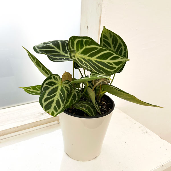 園芸ネット本店｜（わけあり特価）アンスリウム（原種）：クリスタ