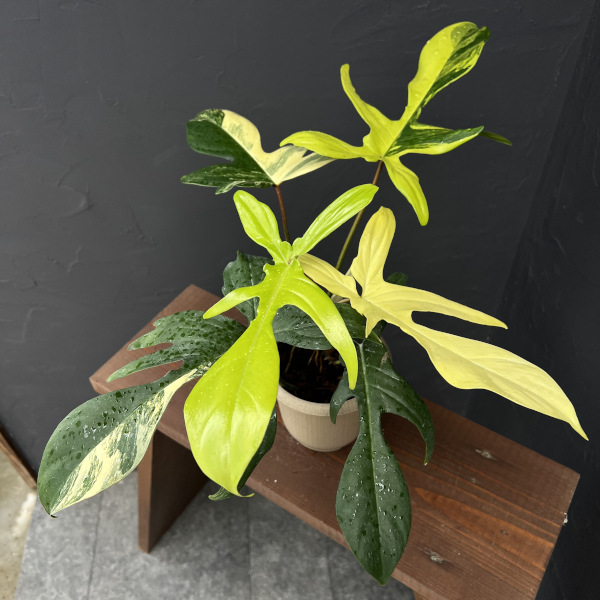 園芸ネット本店｜フィロデンドロン：フロリダビューティーバリエガータ