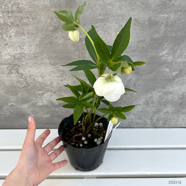 園芸ネット本店｜大和園さんのクリスマスローズ：25-22セミダブル／4.5