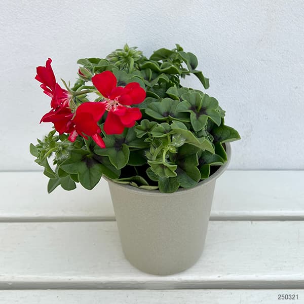 園芸ネット本店｜アイビーゼラニウム：グローバルスターズ＆ストライプ