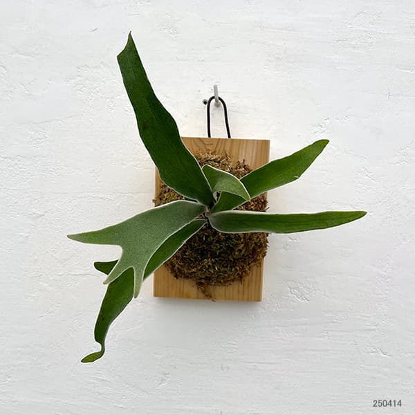 園芸ネット本店｜ビカクシダ（コウモリラン）：ベイチーワイルド VP#17