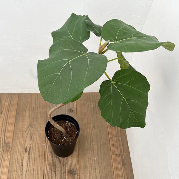 園芸ネット本店｜フィカス：エベレスト 7号 の通販【公式】